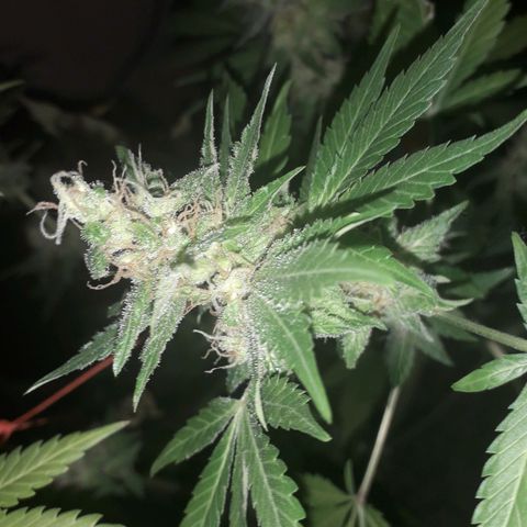Haze x Purple growlog timeline photo