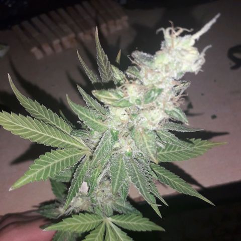 Haze x Purple growlog timeline photo