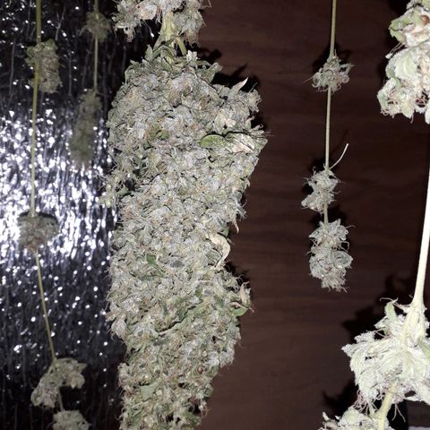Haze x Purple growlog timeline photo
