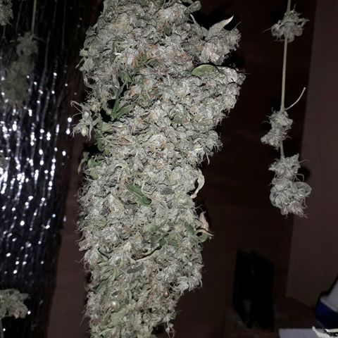 Haze x Purple growlog timeline photo