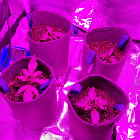 Orange Blossom XXL Auto growlog timeline photo