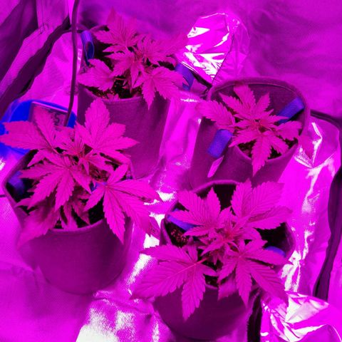 Orange Blossom XXL Auto growlog timeline photo