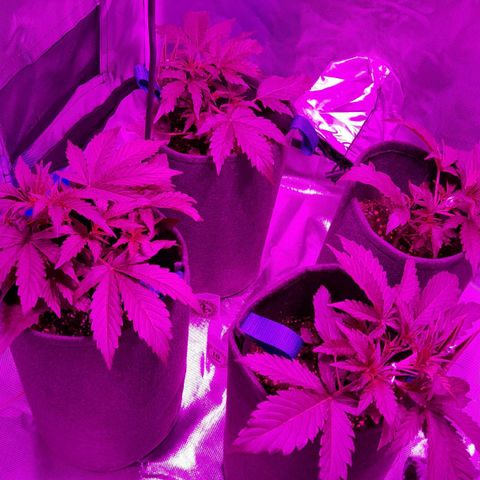 Orange Blossom XXL Auto growlog timeline photo