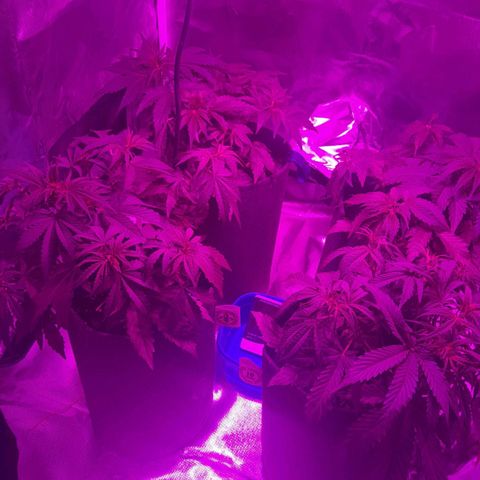Orange Blossom XXL Auto growlog timeline photo
