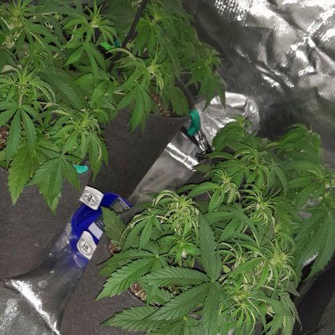 Orange Blossom XXL Auto growlog timeline photo