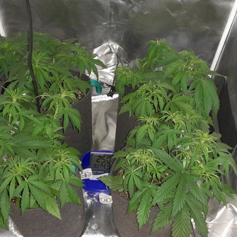 Orange Blossom XXL Auto growlog timeline photo