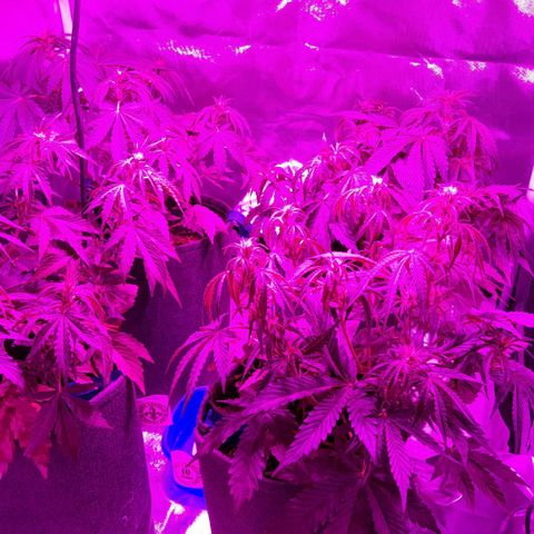 Orange Blossom XXL Auto growlog timeline photo