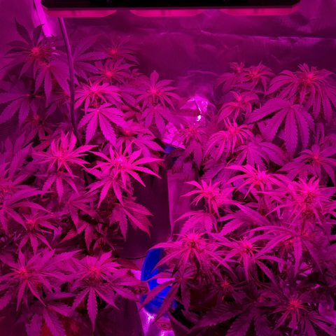 Orange Blossom XXL Auto growlog timeline photo