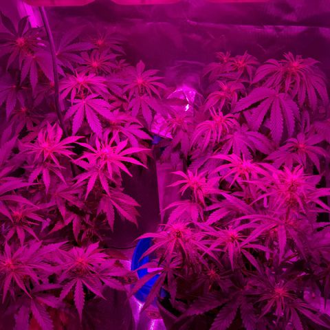 Orange Blossom XXL Auto growlog timeline photo