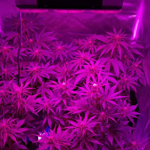 Orange Blossom XXL Auto growlog timeline photo