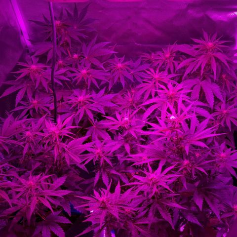 Orange Blossom XXL Auto growlog timeline photo