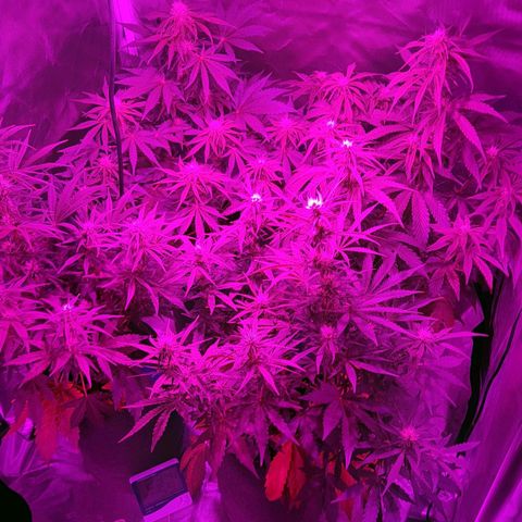 Orange Blossom XXL Auto growlog timeline photo