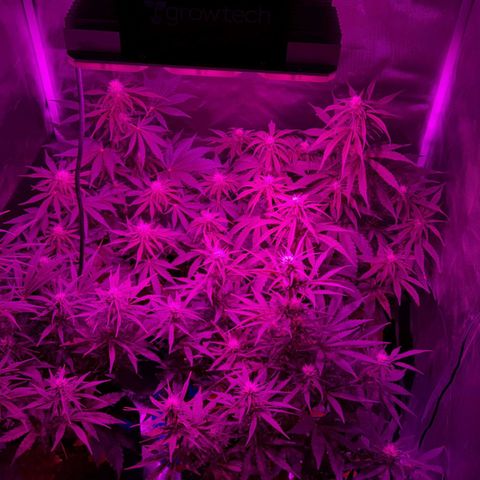 Orange Blossom XXL Auto growlog timeline photo