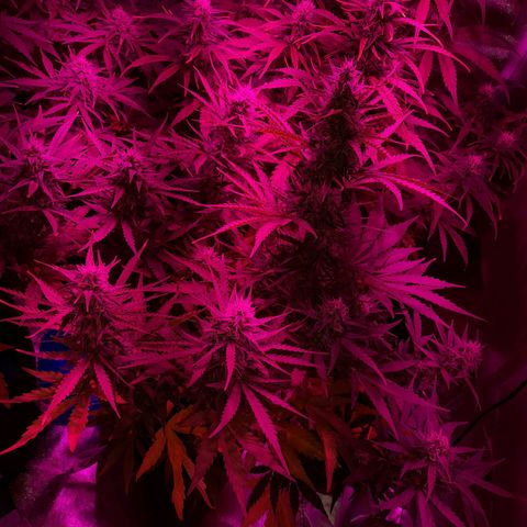 Orange Blossom XXL Auto growlog timeline photo