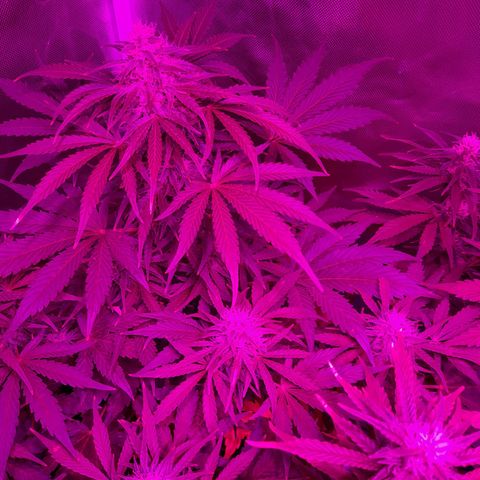 Orange Blossom XXL Auto growlog timeline photo