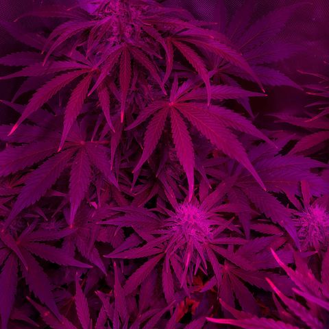 Orange Blossom XXL Auto growlog timeline photo