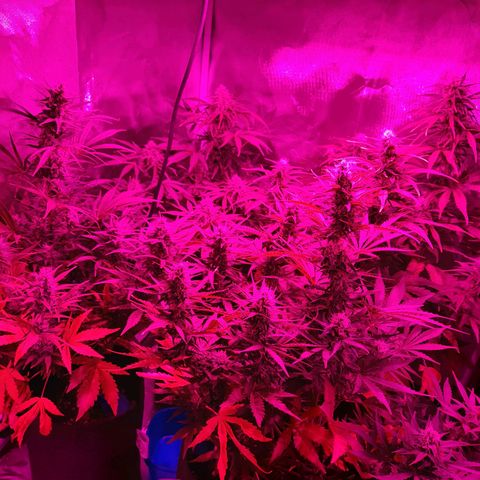 Orange Blossom XXL Auto growlog timeline photo