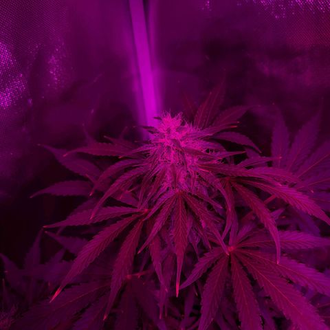 Orange Blossom XXL Auto growlog timeline photo