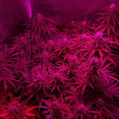 Orange Blossom XXL Auto growlog timeline photo