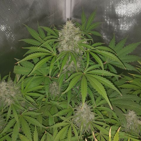 Orange Blossom XXL Auto growlog timeline photo
