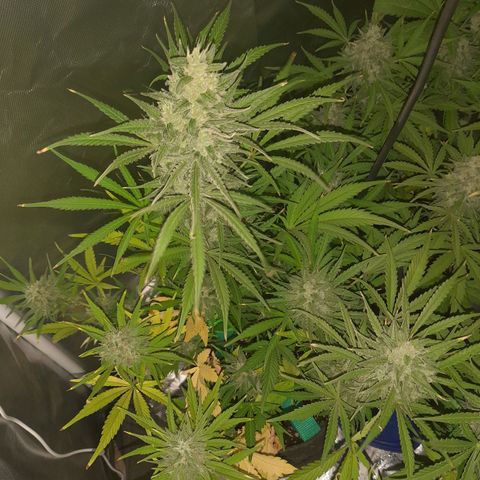 Orange Blossom XXL Auto growlog timeline photo