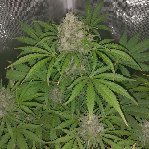 Orange Blossom XXL Auto growlog timeline photo