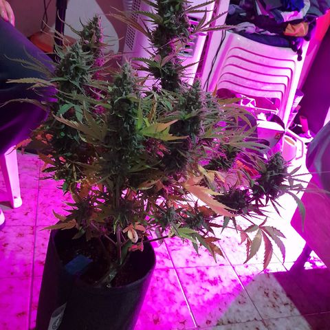 Orange Blossom XXL Auto growlog timeline photo