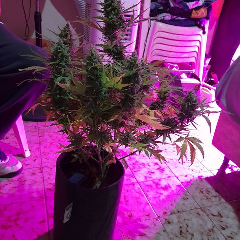 Orange Blossom XXL Auto growlog timeline photo