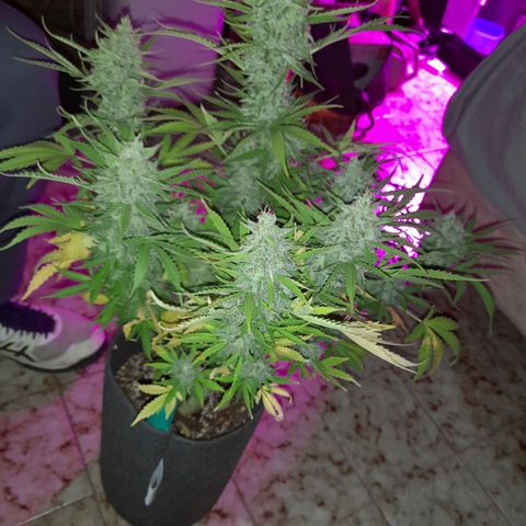 Orange Blossom XXL Auto growlog timeline photo