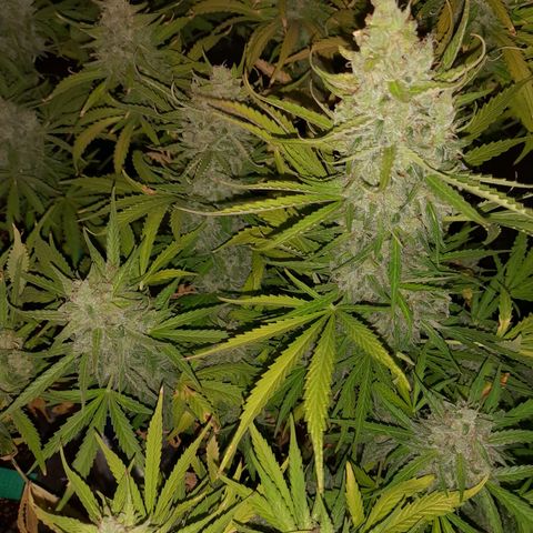 Orange Blossom XXL Auto growlog timeline photo