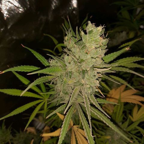 Orange Blossom XXL Auto growlog timeline photo
