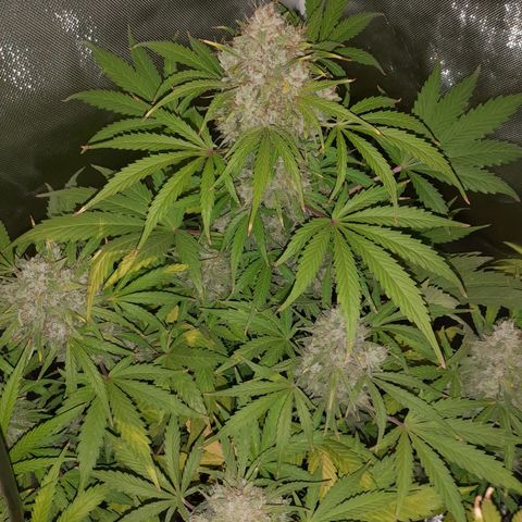 Orange Blossom XXL Auto growlog timeline photo