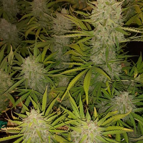 Orange Blossom XXL Auto growlog timeline photo