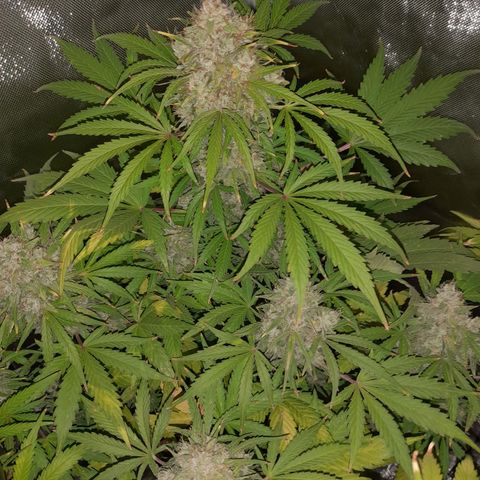 Orange Blossom XXL Auto growlog timeline photo
