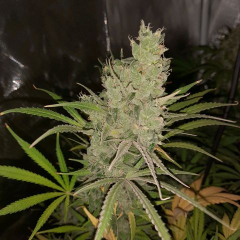 Orange Blossom XXL Auto growlog timeline photo