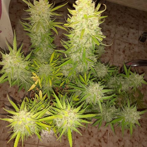 Orange Blossom XXL Auto growlog timeline photo