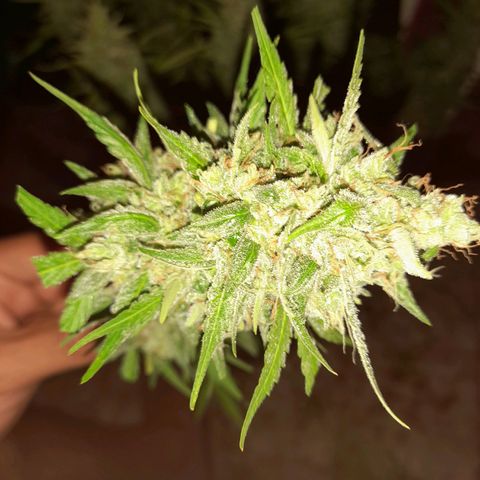 Orange Blossom XXL Auto growlog timeline photo