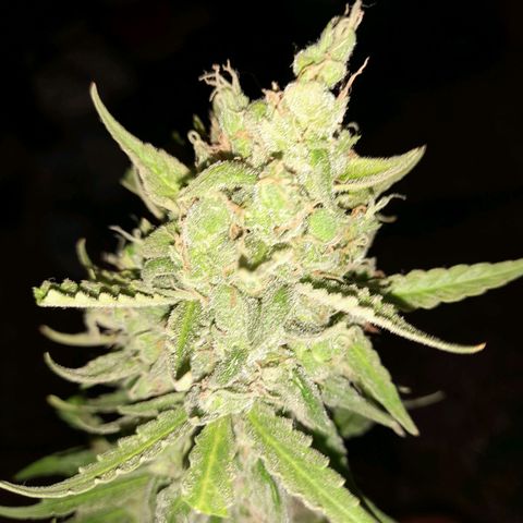 Orange Blossom XXL Auto growlog timeline photo