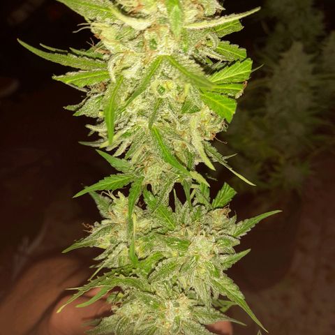 Orange Blossom XXL Auto growlog timeline photo