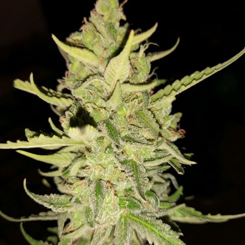 Orange Blossom XXL Auto growlog timeline photo