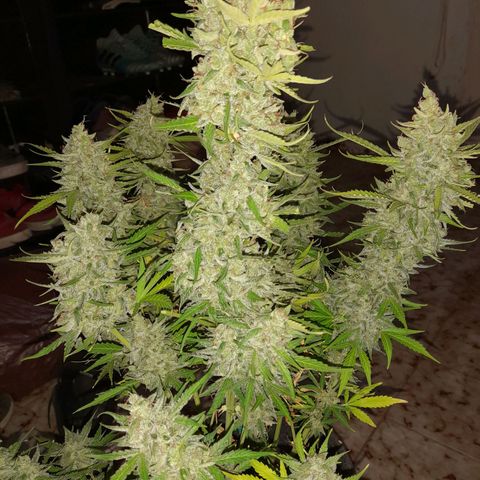 Orange Blossom XXL Auto growlog timeline photo