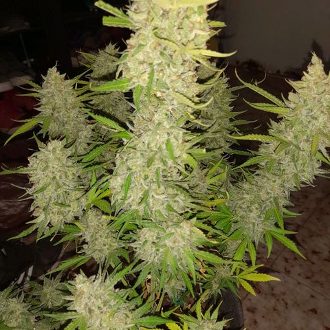 Orange Blossom XXL Auto growlog timeline photo