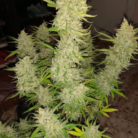 Orange Blossom XXL Auto growlog timeline photo