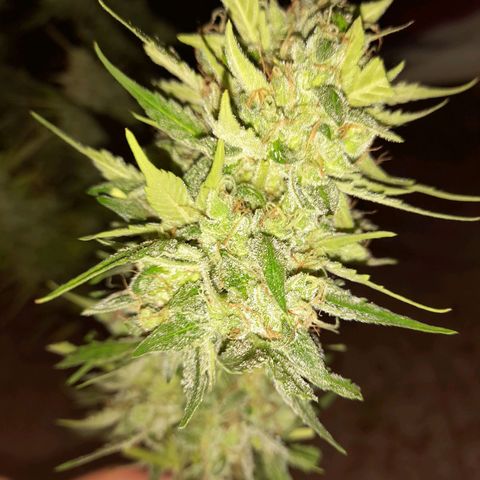 Orange Blossom XXL Auto growlog timeline photo