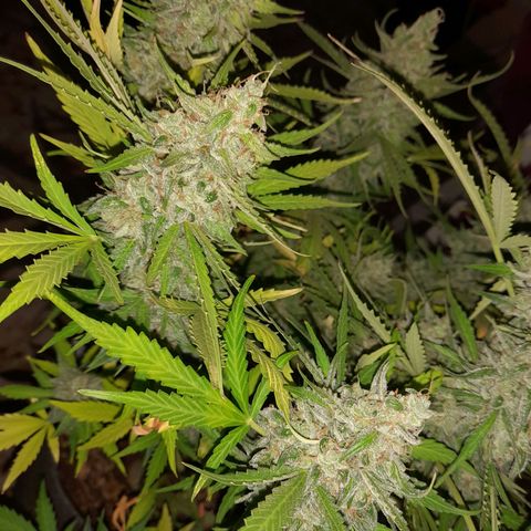 Orange Blossom XXL Auto growlog timeline photo