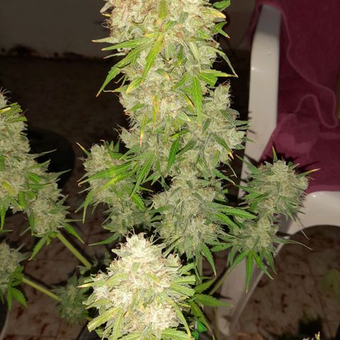 Orange Blossom XXL Auto growlog timeline photo