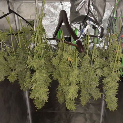 Orange Blossom XXL Auto growlog timeline photo