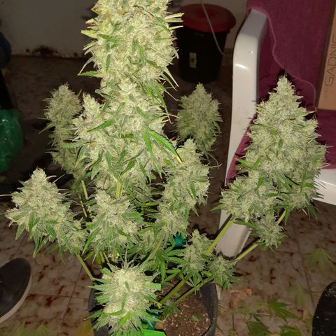Orange Blossom XXL Auto growlog timeline photo