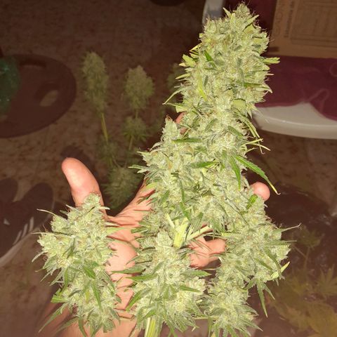 Orange Blossom XXL Auto growlog timeline photo