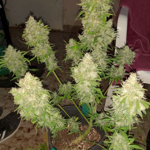 Orange Blossom XXL Auto growlog timeline photo